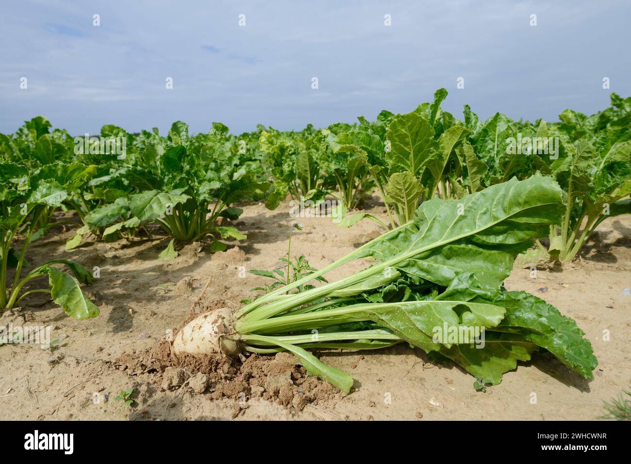 Betteraves sucrières (Beta vulgaris ssp. vulgaire var. Altissima) dans un champ, Normandie, France Banque D'Images