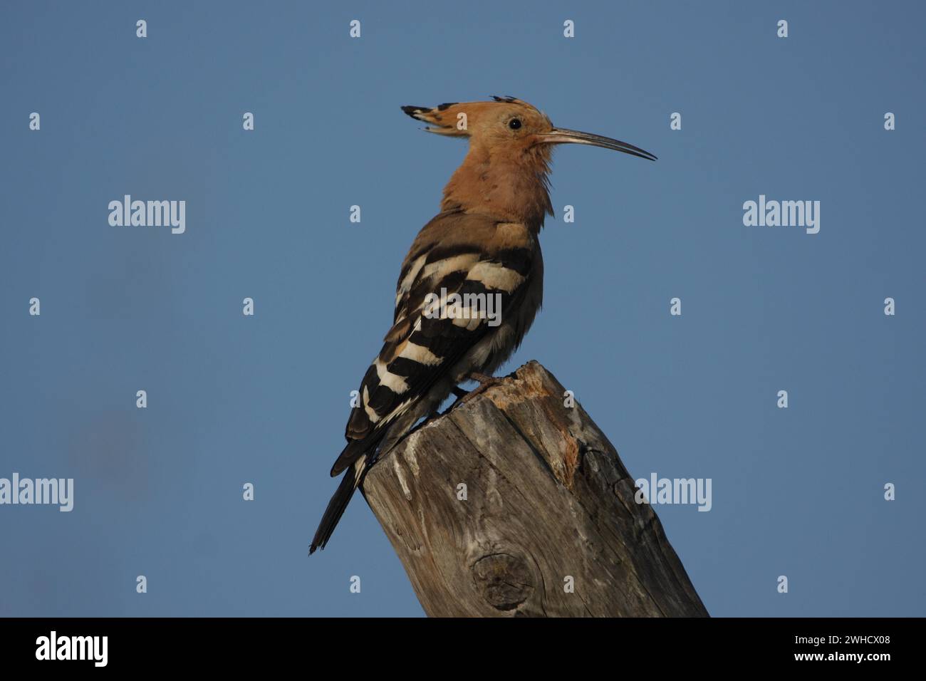 Hoopoe (Upupa epops), poteau, Malpartida de Caceres, Estrémadure, Espagne Banque D'Images