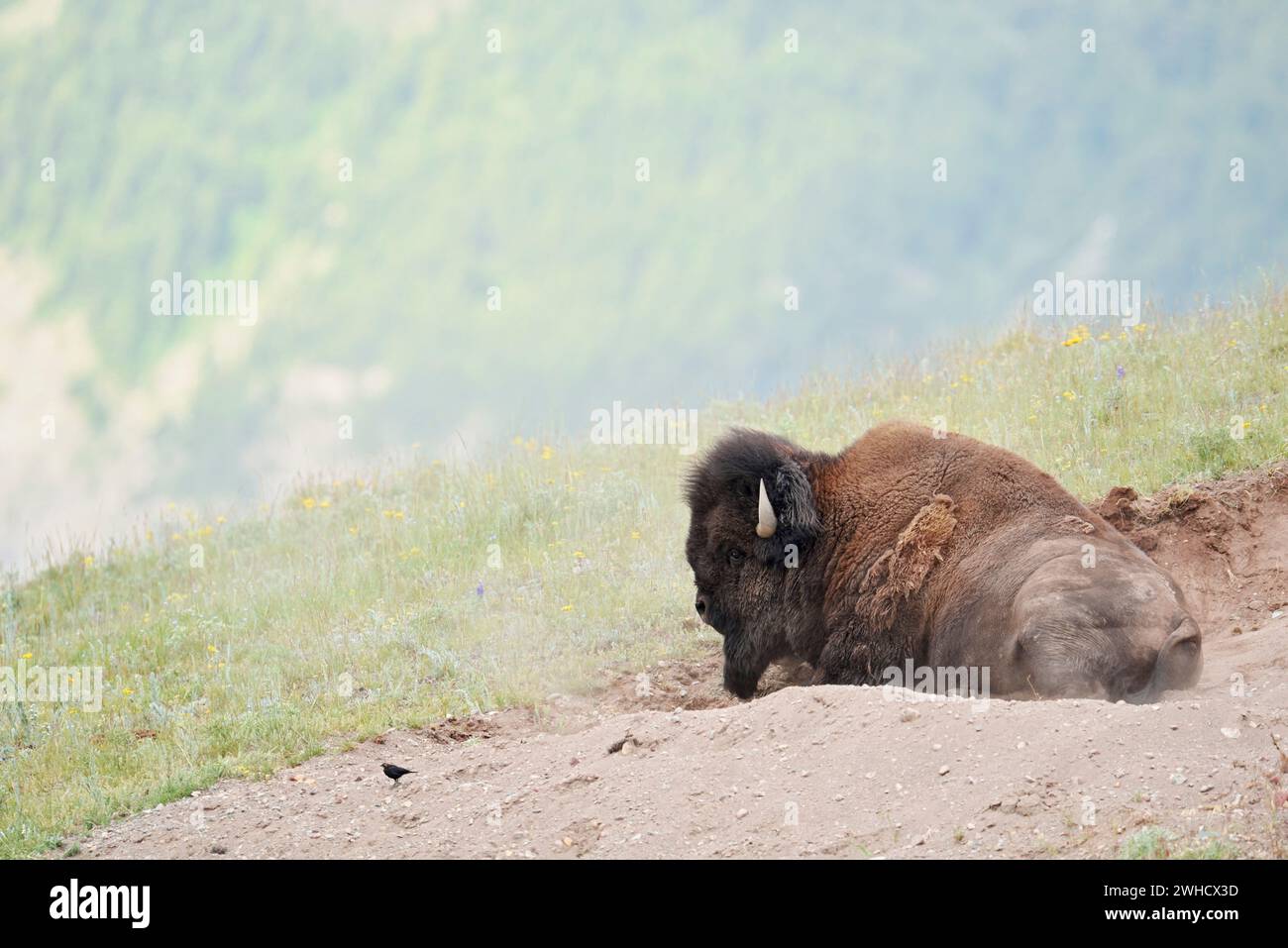 Bison américain (Bos bison), taureau prenant un bain de poussière, Alberta, Canada Banque D'Images