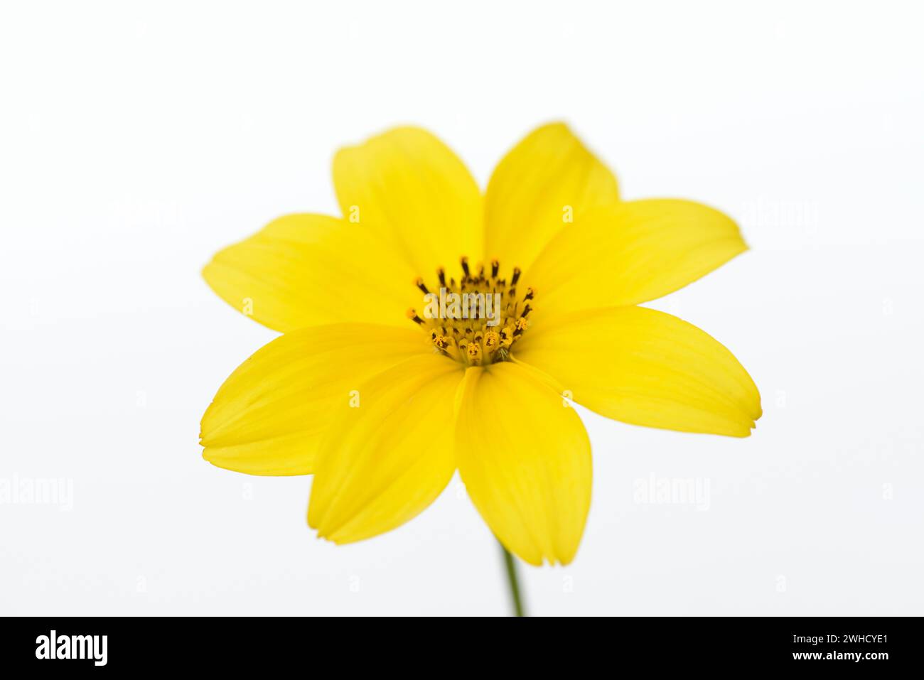 Oeil de fille Whorled (Coreopsis verticillata), fleur Banque D'Images