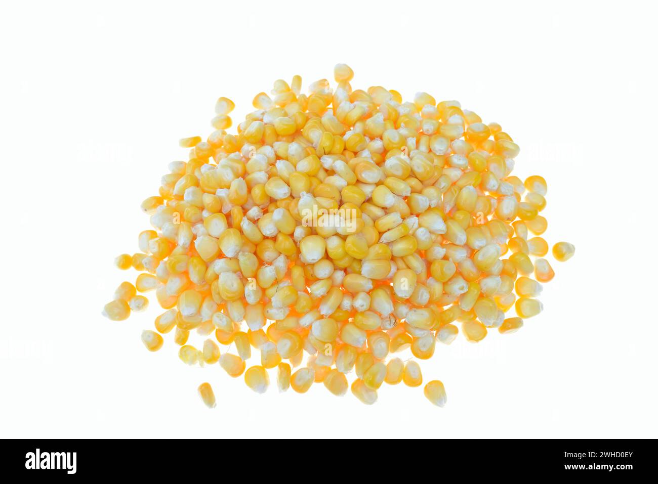 Maïs (Zea mays), grains de maïs Banque D'Images