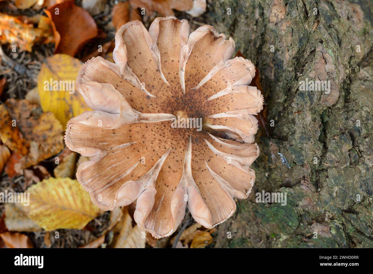 Hallimash commun ou hallimash foncé (Armillaria ostoyae), Parc national de la Suisse saxonne, montagnes de grès de l'Elbe, Saxe, Allemagne Banque D'Images