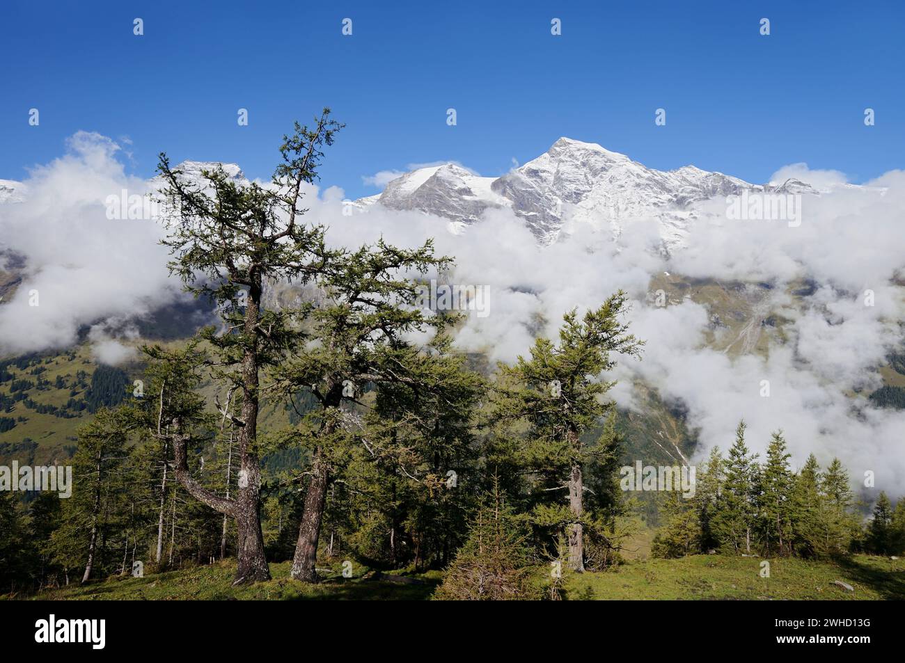 Mélèzes européens (Larix decidua) et montagnes, Parc national de Hohe Tauern, Autriche Banque D'Images