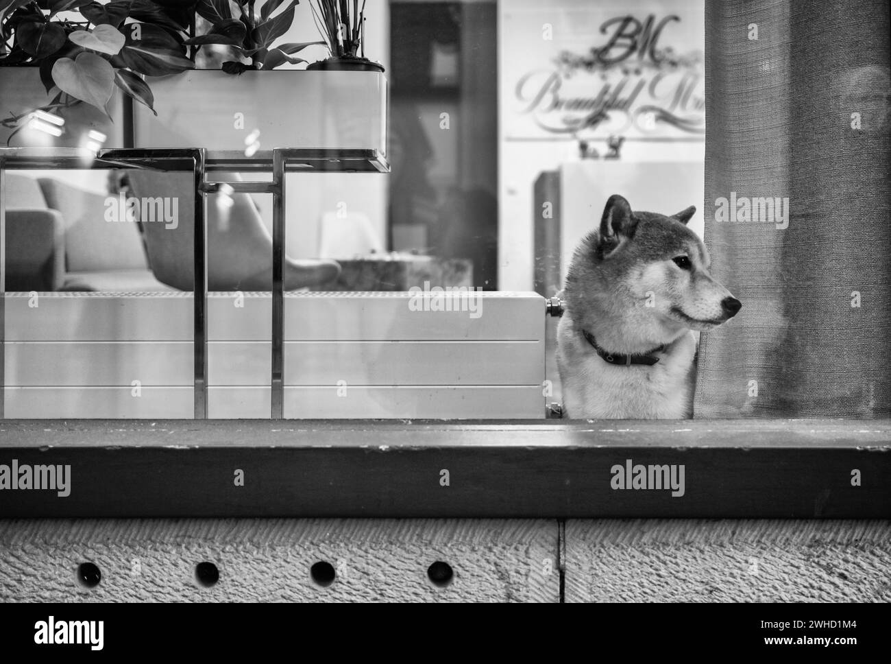 Chien regardant curieusement par la fenêtre, vitrine, magasin, Stuttgart, Bade-Wuerttemberg, Allemagne Banque D'Images