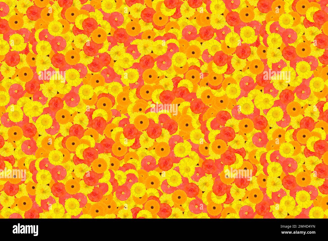 Fond avec six espèces de fleurs inconnues, jaune et orange Banque D'Images