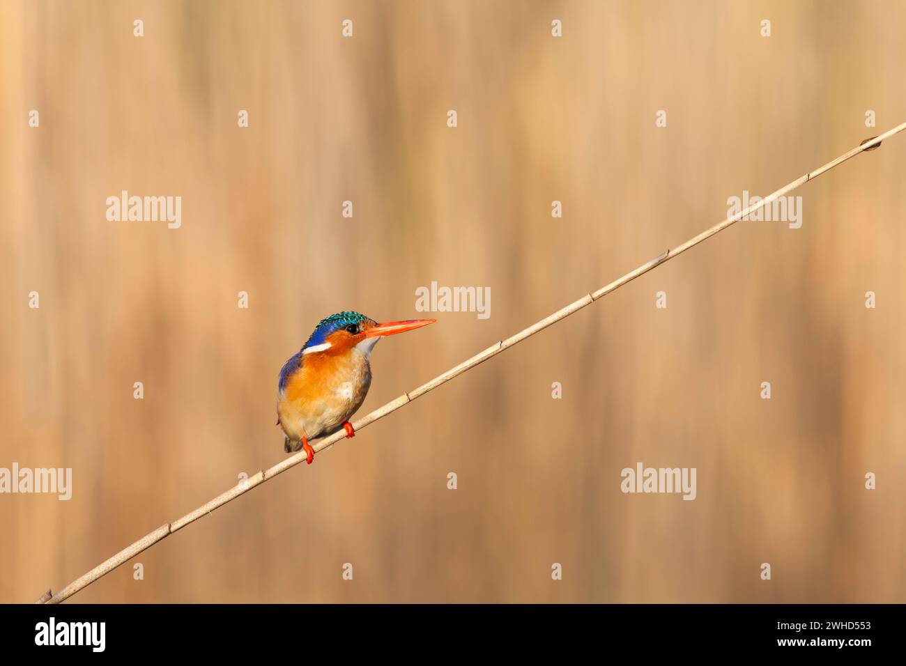 Afrique, oiseau, Province de Gauteng, Malachite Kingfisher (Alcedo cristata), Afrique du Sud, jour, personne, à l'extérieur, tourisme, faune, safari, réserve naturelle, fond orange, copier l'espace, les oiseaux dans la nature, la beauté dans la nature, Banque D'Images