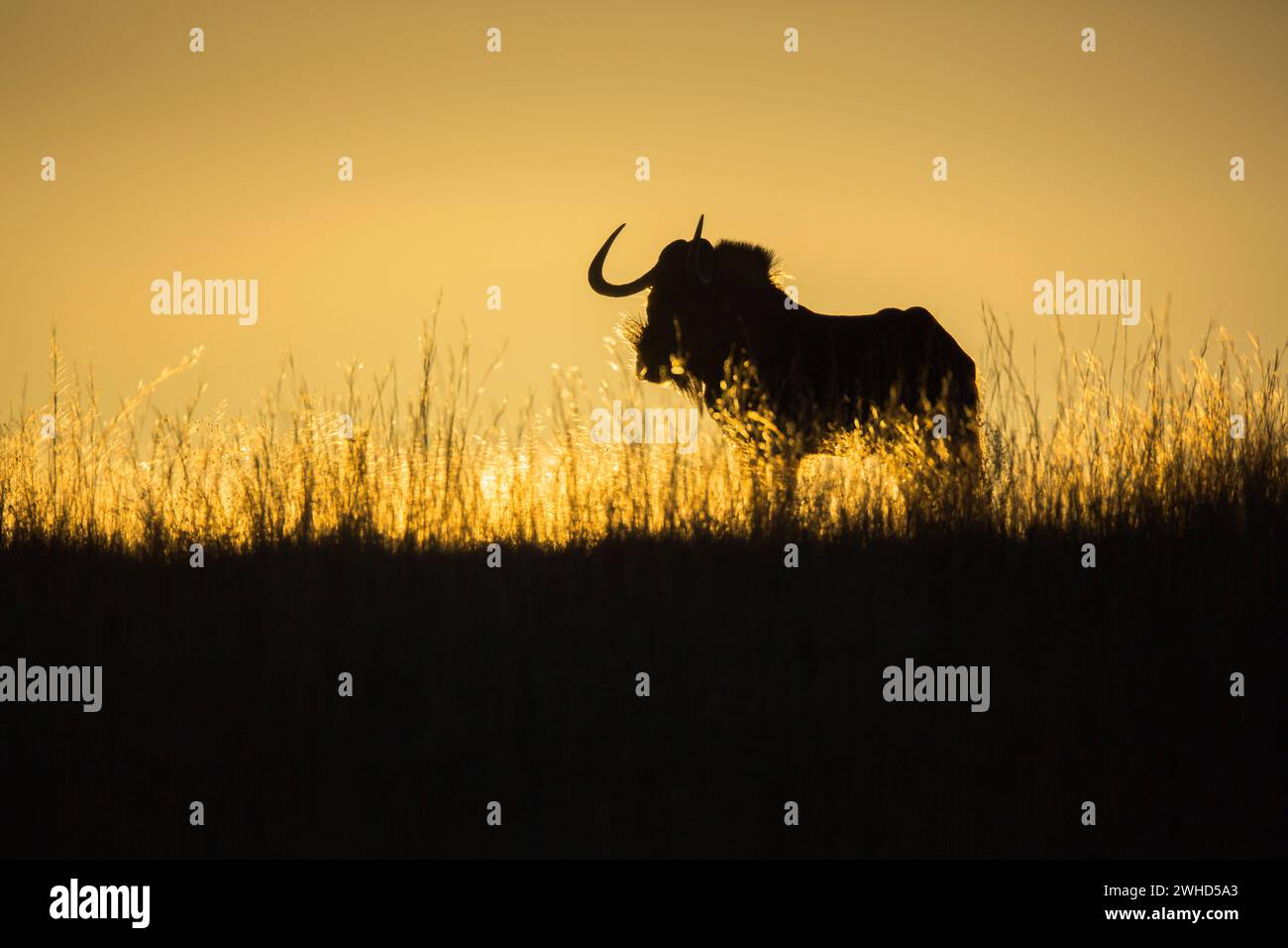 Afrique, gnous noir (Connochaetus gnou), Province de Gauteng, réserve naturelle de Rietvlei, Afrique du Sud, brousse, jour, réserve naturelle, pas de gens, à l'extérieur, safari, tourisme, faune, animaux sauvages, beauté dans la nature, Bushveld, silhouette, aube Banque D'Images