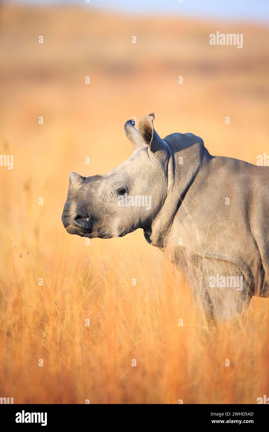 Afrique, Province du Gauteng, espèces menacées proches, liste rouge de l'UICN, réserve naturelle de Rietvlei, Afrique du Sud, rhinocéros blancs (Ceratotherium simum), buisson, espace de copie, jour, en voie de disparition, réserve naturelle, pas de gens, à l'extérieur, tourisme, safari, faune sauvage Banque D'Images