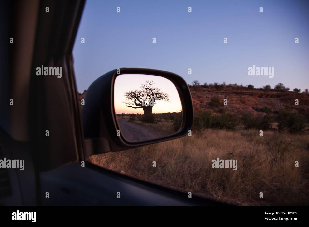 Afrique, Baobab (Adansonia digitata), brousse, jour, Province du Limpopo, parc national de Mapungubwe, aucun peuple, silhouette, Afrique du Sud, véhicule, parc national, nature, plein air, tourisme, safari, abstrait, Bushveld, paysage, nature, arbre, rétroviseur Banque D'Images