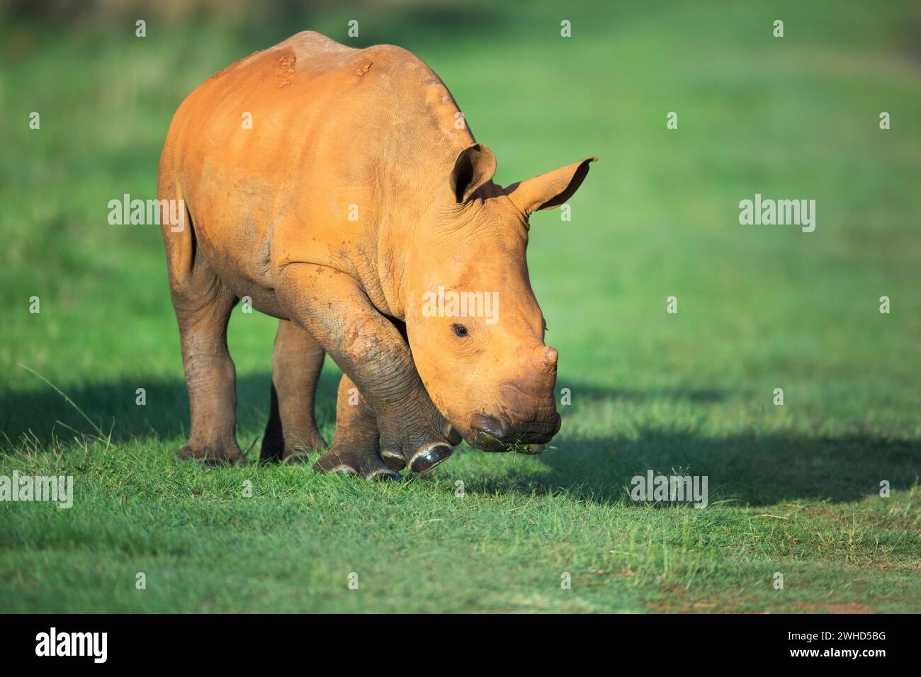 Afrique, jeune animal, Province du Gauteng, espèce proche menacée, liste rouge de l'UICN, réserve naturelle de Rietvlei, Afrique du Sud, rhinocéros blancs (Ceratotherium simum), safari, en plein air, personne, jour, bush, nature, tourisme, faune, jeunes animaux, mignon, animaux dans la nature, Big 5 animal, en voie de disparition Banque D'Images