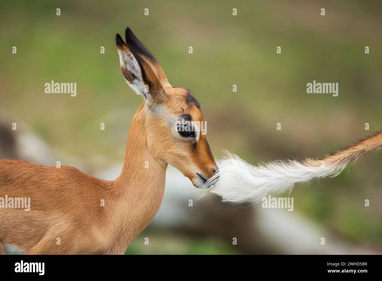 Jeune animal, Botswana, Parc national de Chobe, Impala (Aepyceros melampus), faune, tourisme, nature, brousse, jour, pas de gens, en plein air, safari, jeunes animaux, mignon, animaux sauvages, Big 5 animal, Afrique, humour, Parc National, chatouillement nasal Banque D'Images