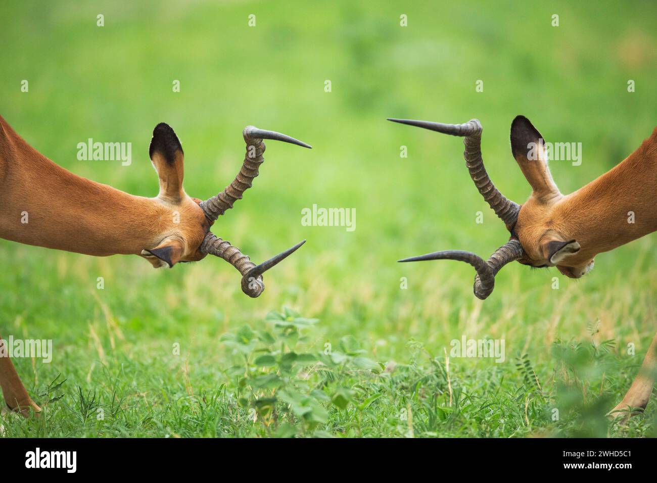 Botswana, Parc national de Chobe, Impala (Aepyceros melampus), Savute, Parc national, jour, brousse, nature, à l'extérieur, pas de gens, tourisme, safari, fond vert, espace de copie, action, combat, interaction, RAM, animal masculin, Bushveld, avertisseurs sonores Banque D'Images