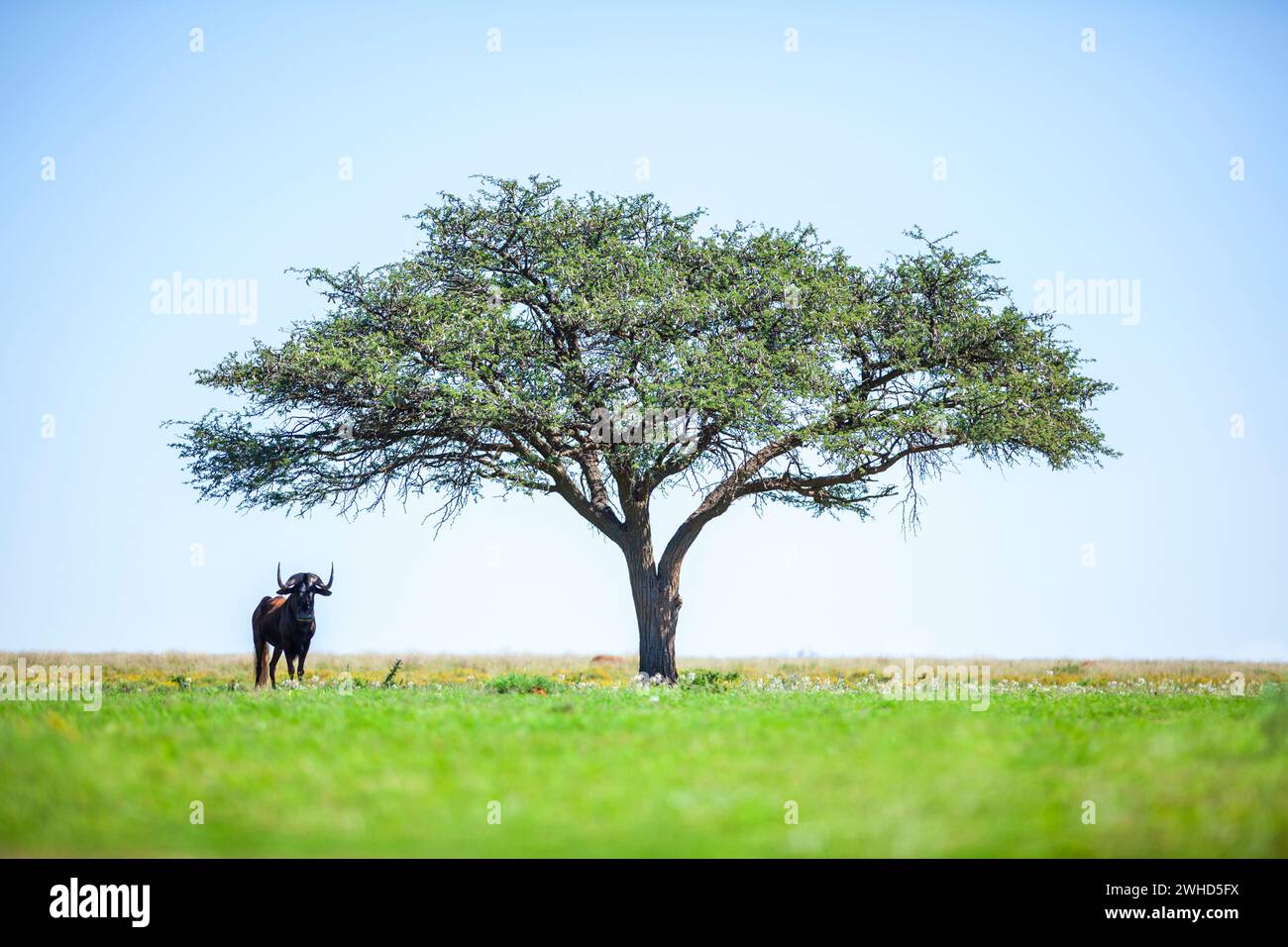 Acacia, Afrique, gnous noir (Connochaetus gnou), Parc national de Mokala, Province du Cap Nord, Afrique du Sud, arbre, bush, jour, Parc National, nature, pas de gens, tourisme, safari, faune, espace de copie, fond bleu, Bushveld, paysage, nature, arbres, arbre d'Acacia, classique Banque D'Images