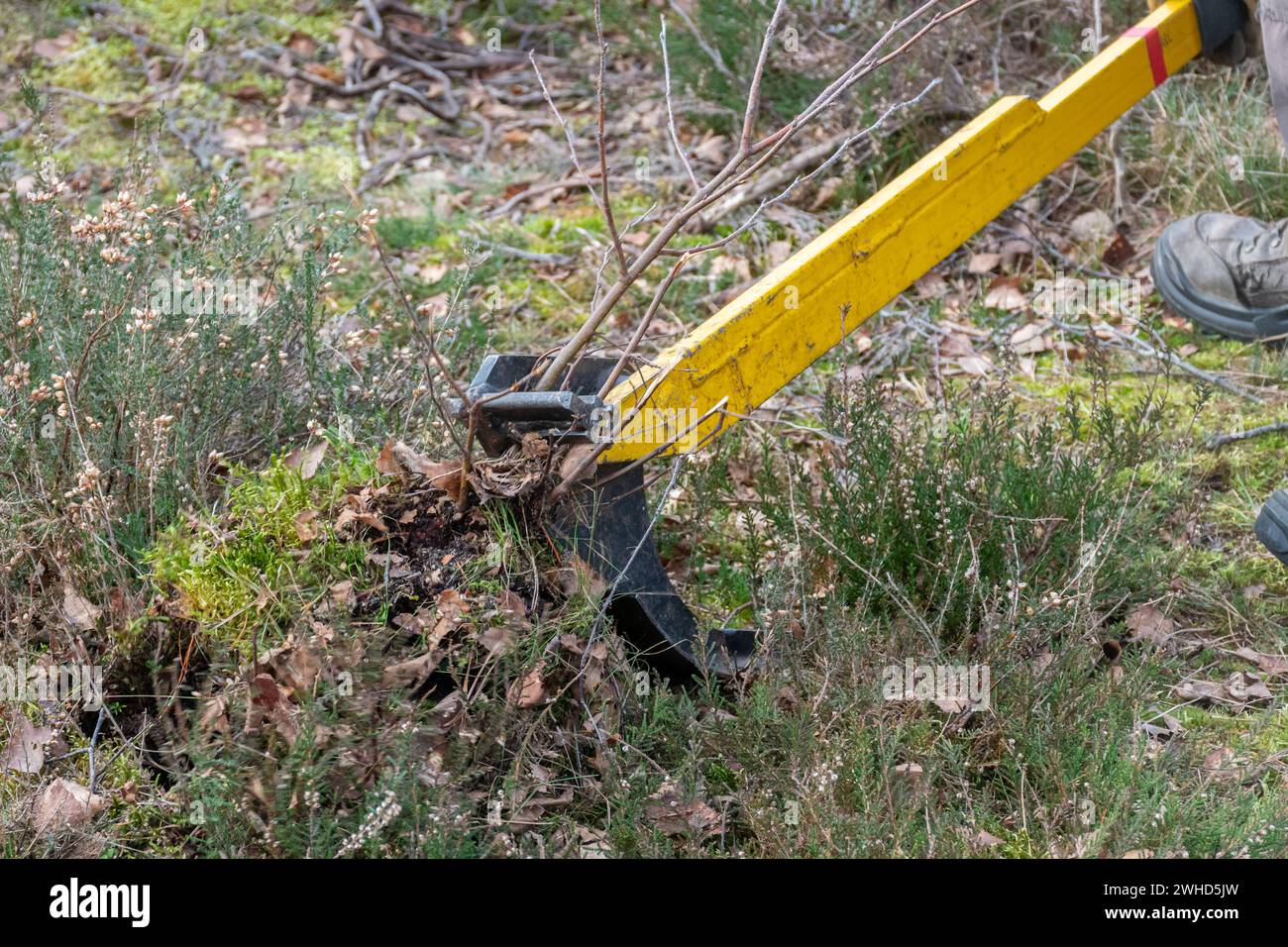 Personne utilisant un popper d'arbre pour enlever le petit arbre de bouleau argenté, gestion des landes, volontaire enlevant le gommage envahissant de la santé, Royaume-Uni Banque D'Images