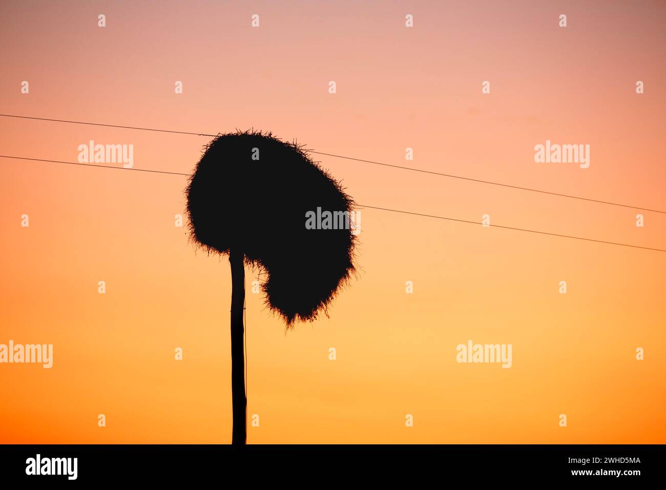 Afrique, aube, jour, nature, nid, aucun peuple, Northern Cape Province, fond orange, à l'extérieur, silhouette, tisserand sociable (Philetairus socius), Afrique du Sud, lever du soleil, faune, brousse, safari, tourisme, abstrait, oiseaux dans la nature, beauté dans la nature, immense nid Banque D'Images