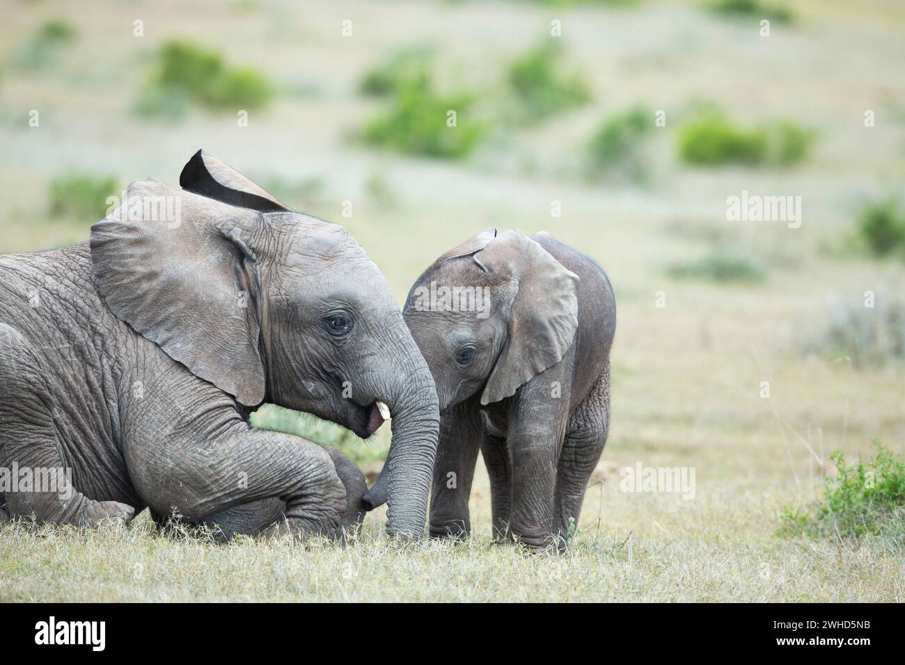 Parc national Addo Elephant, Afrique, jeune animal, province du Cap oriental, éléphant (Loxodonta africana), parc national, Afrique du Sud, speci vulnérable Banque D'Images