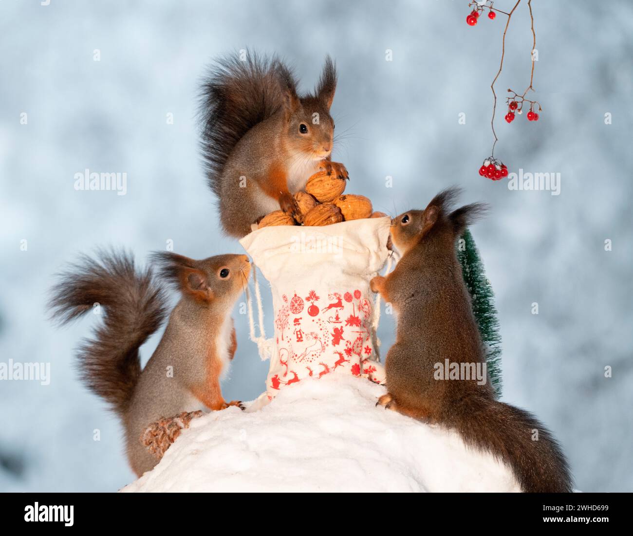 Écureuils rouges avec un sac plein de noix Banque D'Images