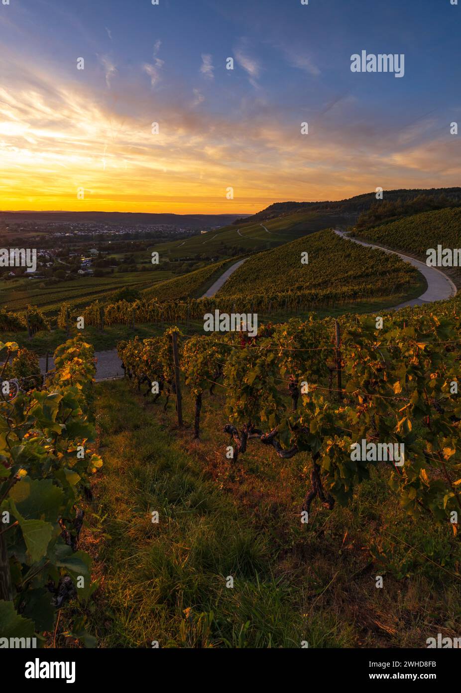 Vignobles près de Thüngersheim am main dans la lumière du soir, quartier main-Spessart, basse-Franconie, Bavière, Allemagne Banque D'Images