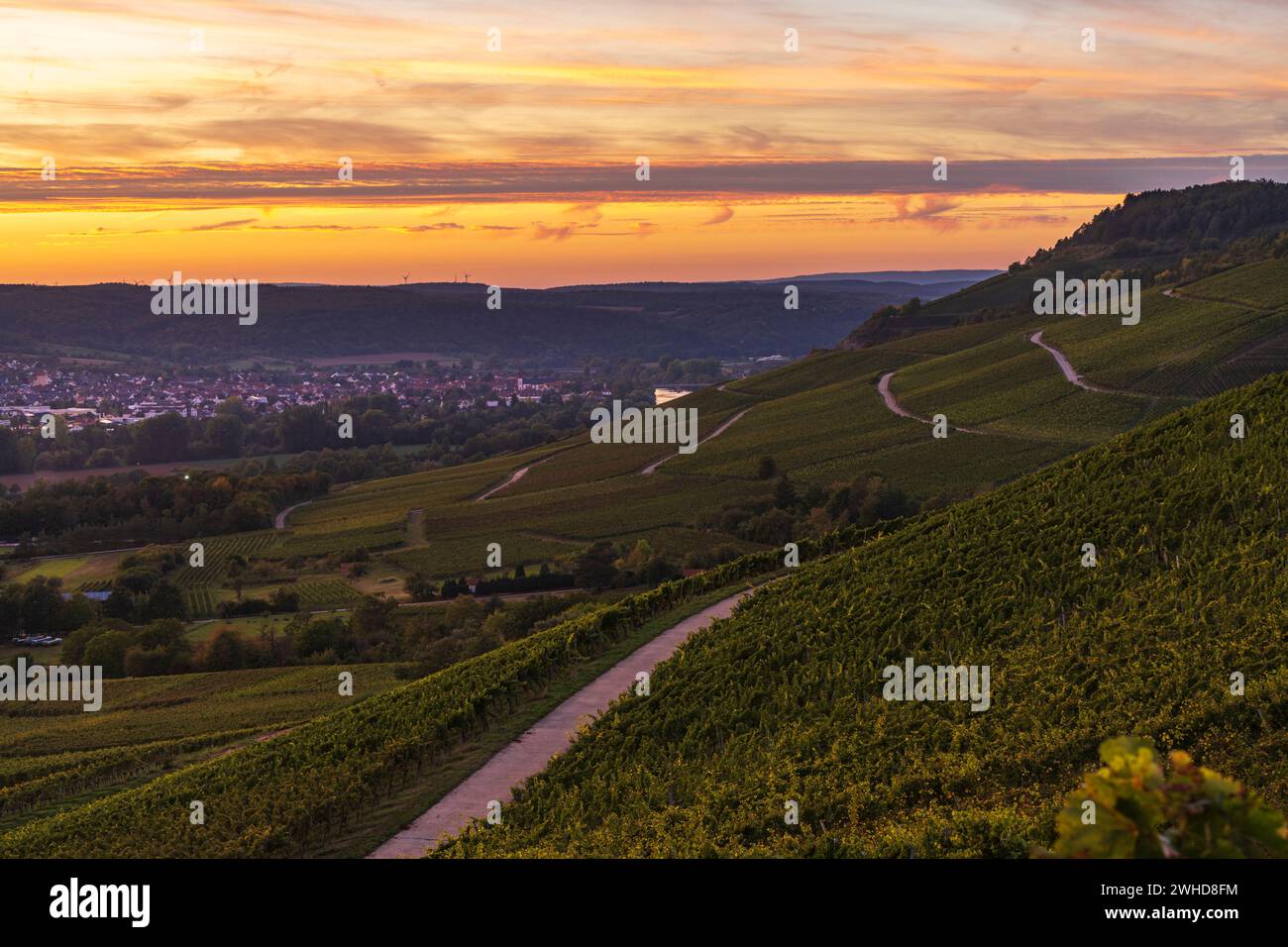 Vignobles près de Thüngersheim am main dans la lumière du soir, quartier main-Spessart, basse-Franconie, Bavière, Allemagne Banque D'Images