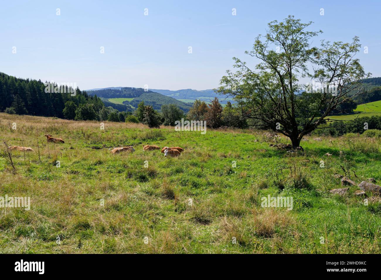 Paysage de Rhön entre Pferdskopf et Wasserkuppe, municipalité de Poppenhausen, réserve de biosphère de Rhön, Hesse, Allemagne Banque D'Images