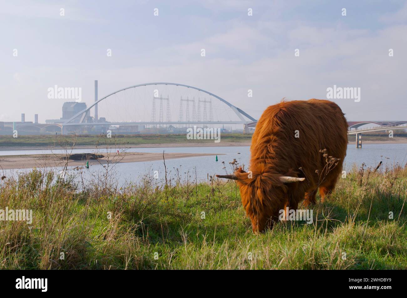 Une vache poilue rouge galloway mangeant de l'herbe à Nimègue à la rivière de Waal, pont de Oversteek en arrière-plan. Nimègue, pays-Bas. Banque D'Images