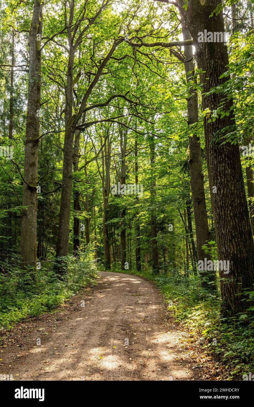 Europe, Pologne, Voïvodie Warmian-Masurian, forêt de Puszcza Romincka / Romincka Banque D'Images