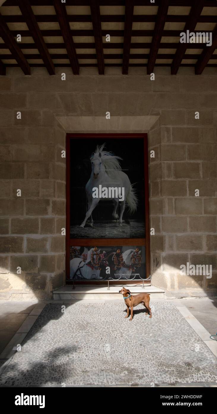 Espagne, Andalousie, Jerez de la Frontera, petit chien devant une affiche de cheval Banque D'Images