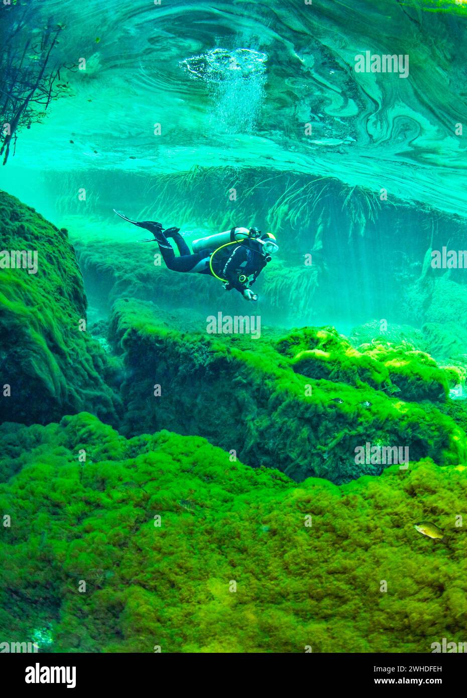 Plongeur nageant à travers l'extérieur d'un cenote au Mexique Banque D'Images