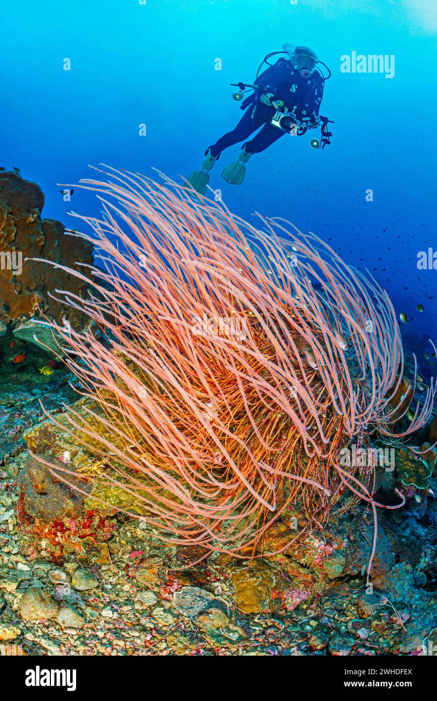 Plongeur survole un corail de ruée avec une caméra sous-marine Banque D'Images