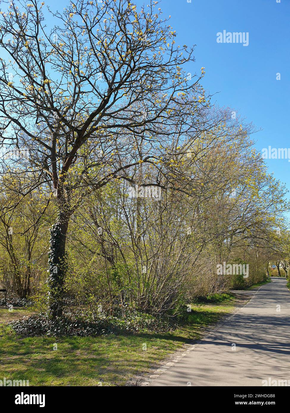 Printemps arbres et arbustes le long du chemin contre un ciel bleu au printemps Banque D'Images