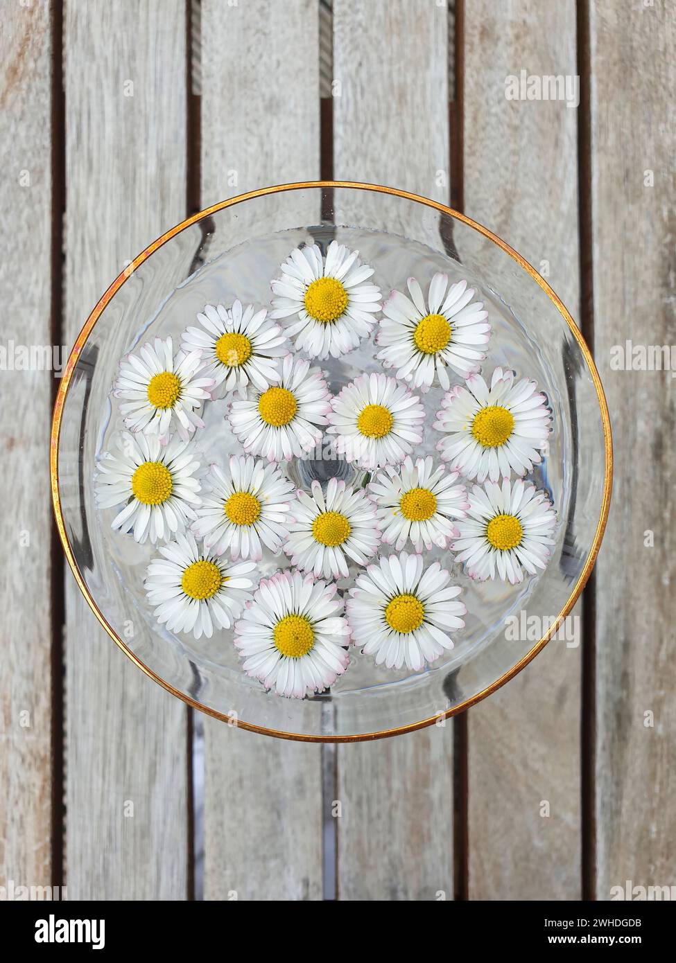 Marguerites, 15 têtes de fleurs dans l'eau d'un bol en verre sur une table en bois, Allemagne Banque D'Images