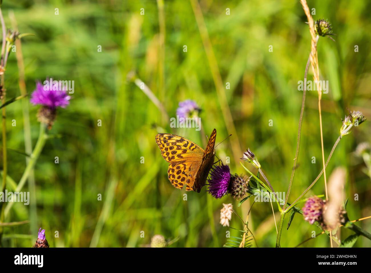 Argynnis Speyeria aglaja fritillaire vert foncé Banque D'Images