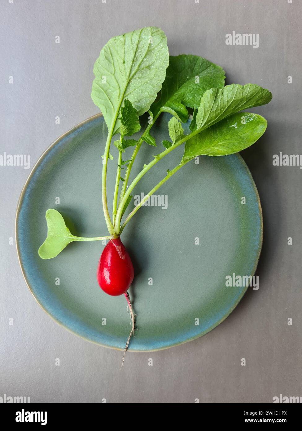 Un radis rouge avec des verts et des feuilles fraîchement récoltés sur l'assiette Banque D'Images