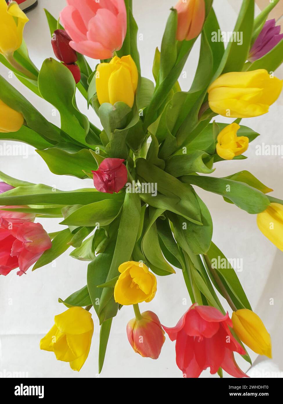 Un bouquet coloré de tulipes rouges, roses, jaunes et violettes dans un vase au début du printemps Banque D'Images