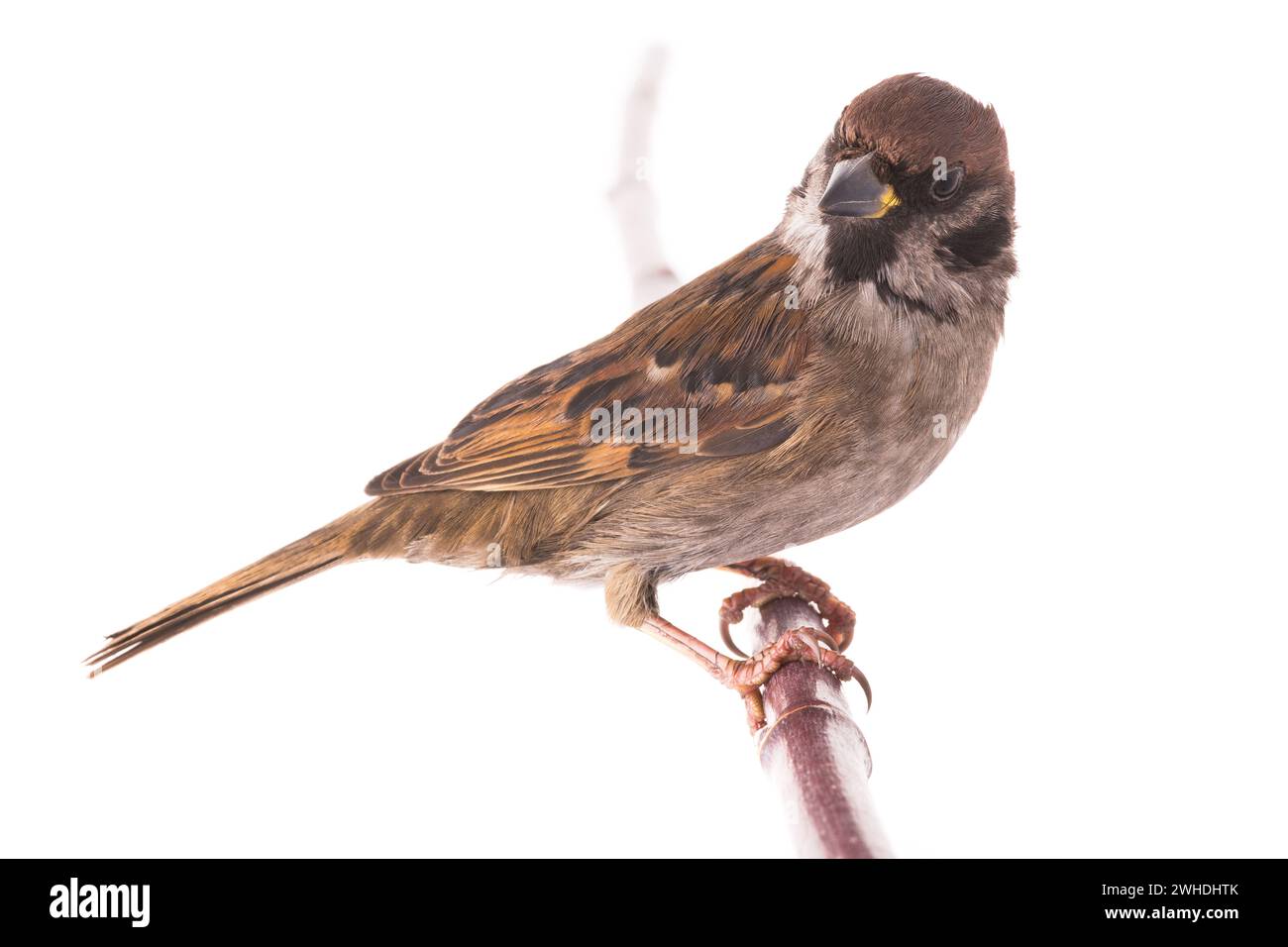Sparrow isolé sur fond blanc Banque D'Images