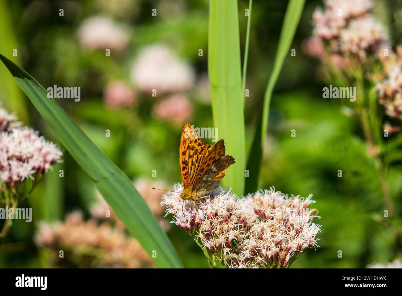 Argynnis Speyeria aglaja fritillaire vert foncé Banque D'Images