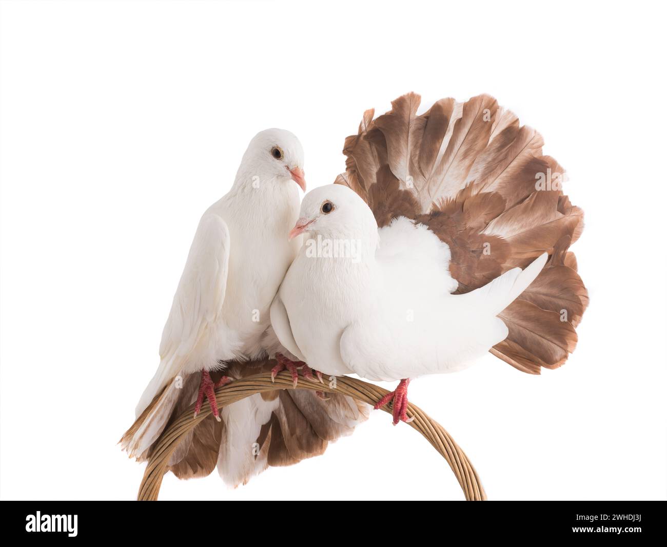 paon colombe mâle et femelle isolé sur un fond blanc comme symbole de paix Banque D'Images