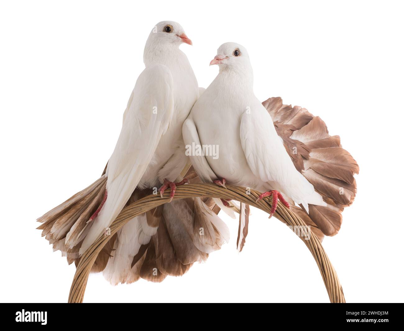 paon colombe mâle et femelle isolé sur un fond blanc comme symbole de paix Banque D'Images