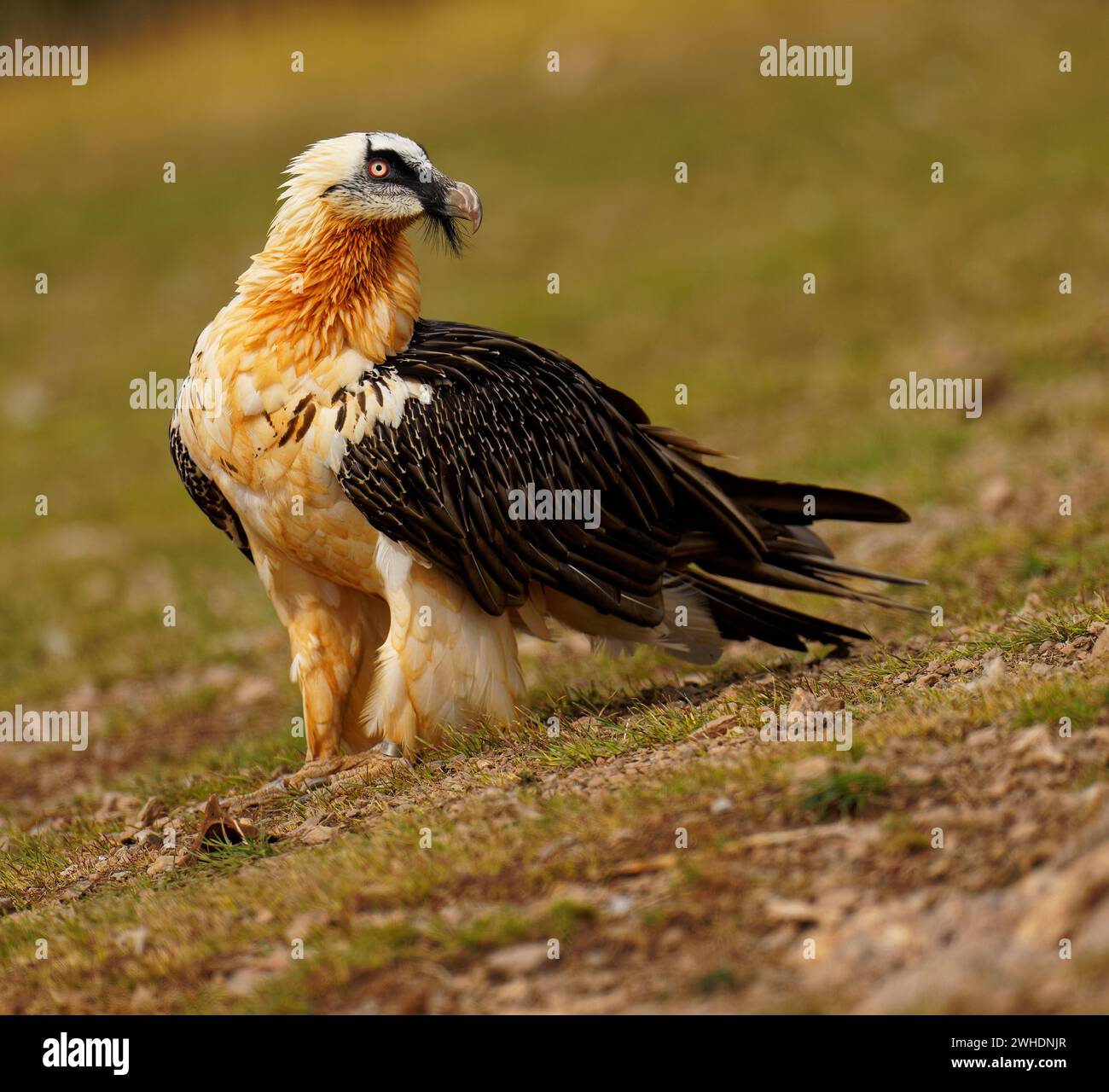 Vieux vautour barbu (Gypaetus barbatus), portrait, Catalogne, Pyrénées, Espagne Banque D'Images