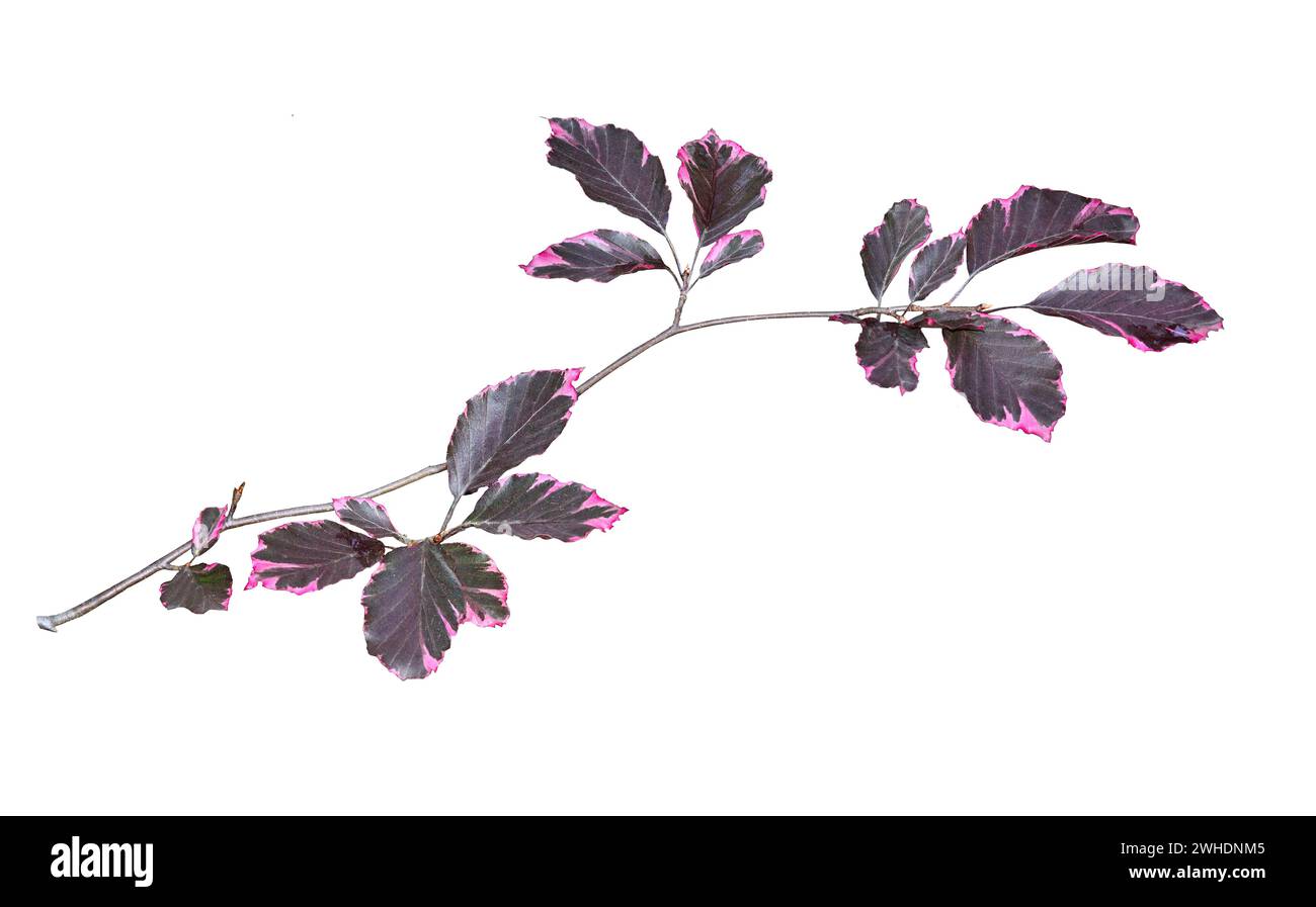 Branche de hêtre - Fagus sylvatica, variété Purpurea Tricolor avec violet varié coloré - feuilles roses en gros plan, isolé sur fond blanc Banque D'Images