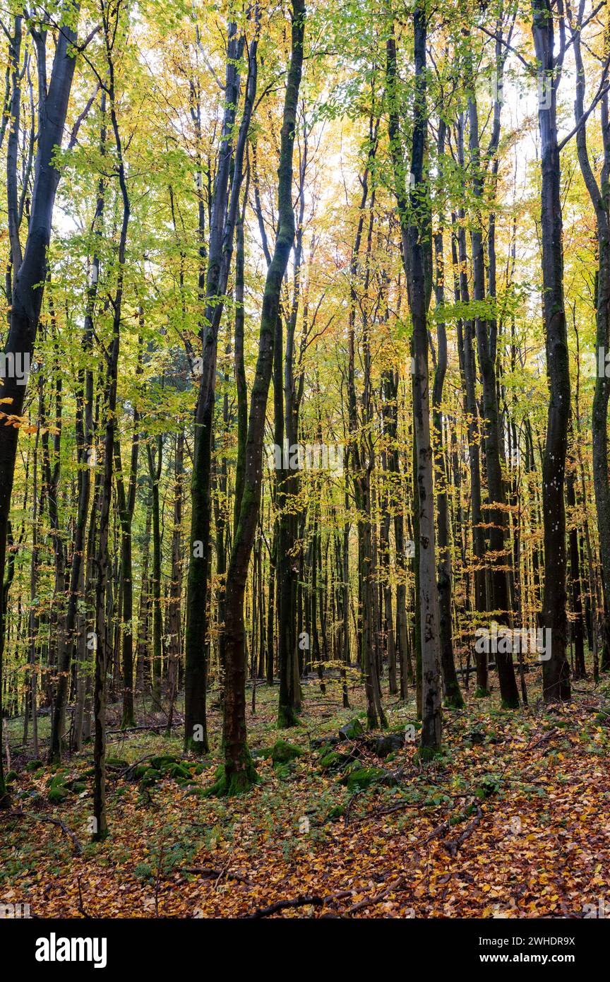 Une forêt en automne avec beaucoup de feuilles Banque D'Images