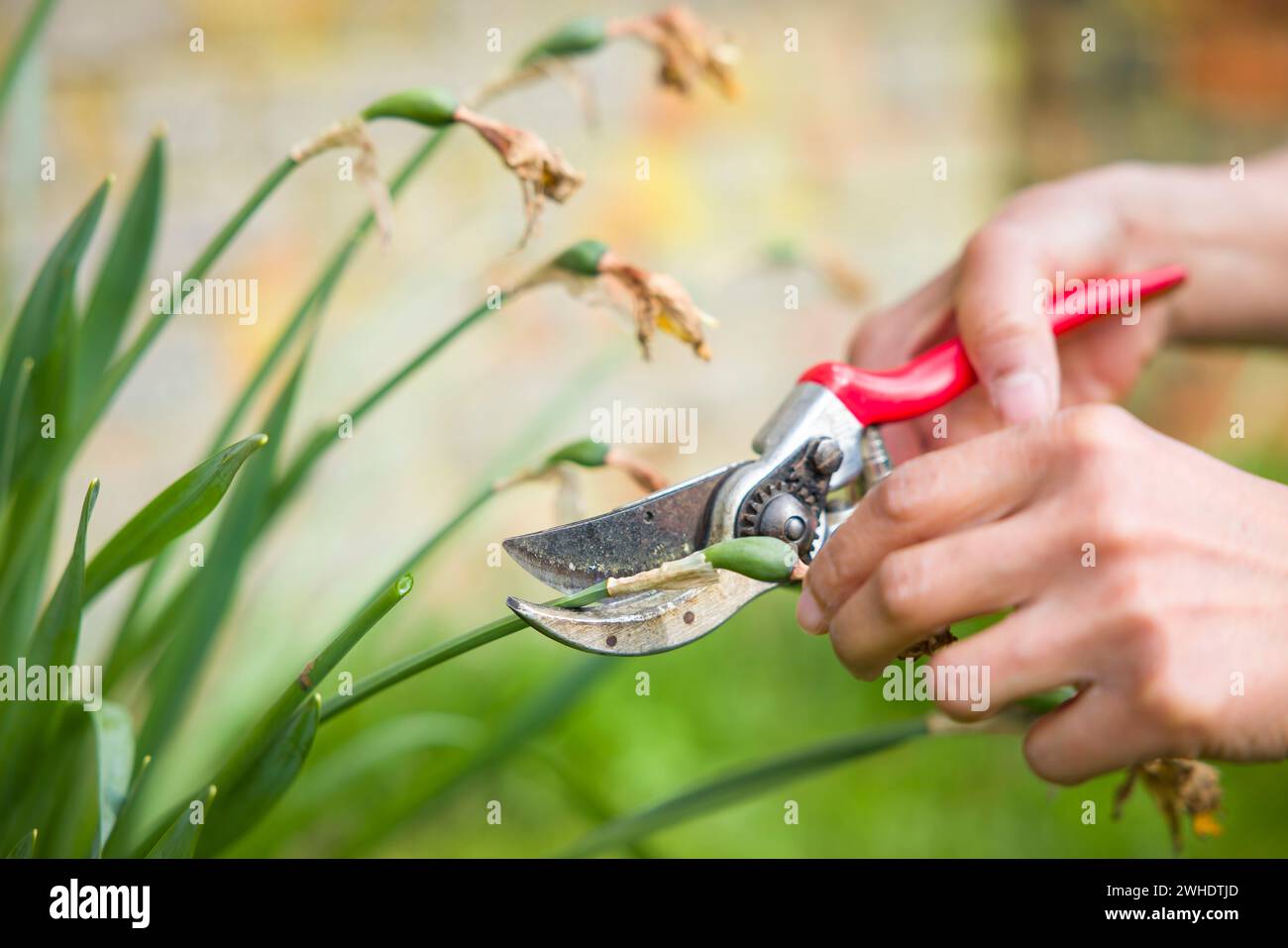 Gros plan d'une jardinière en train de mourir des jonquilles avec des sécateurs dans un jardin anglais Banque D'Images