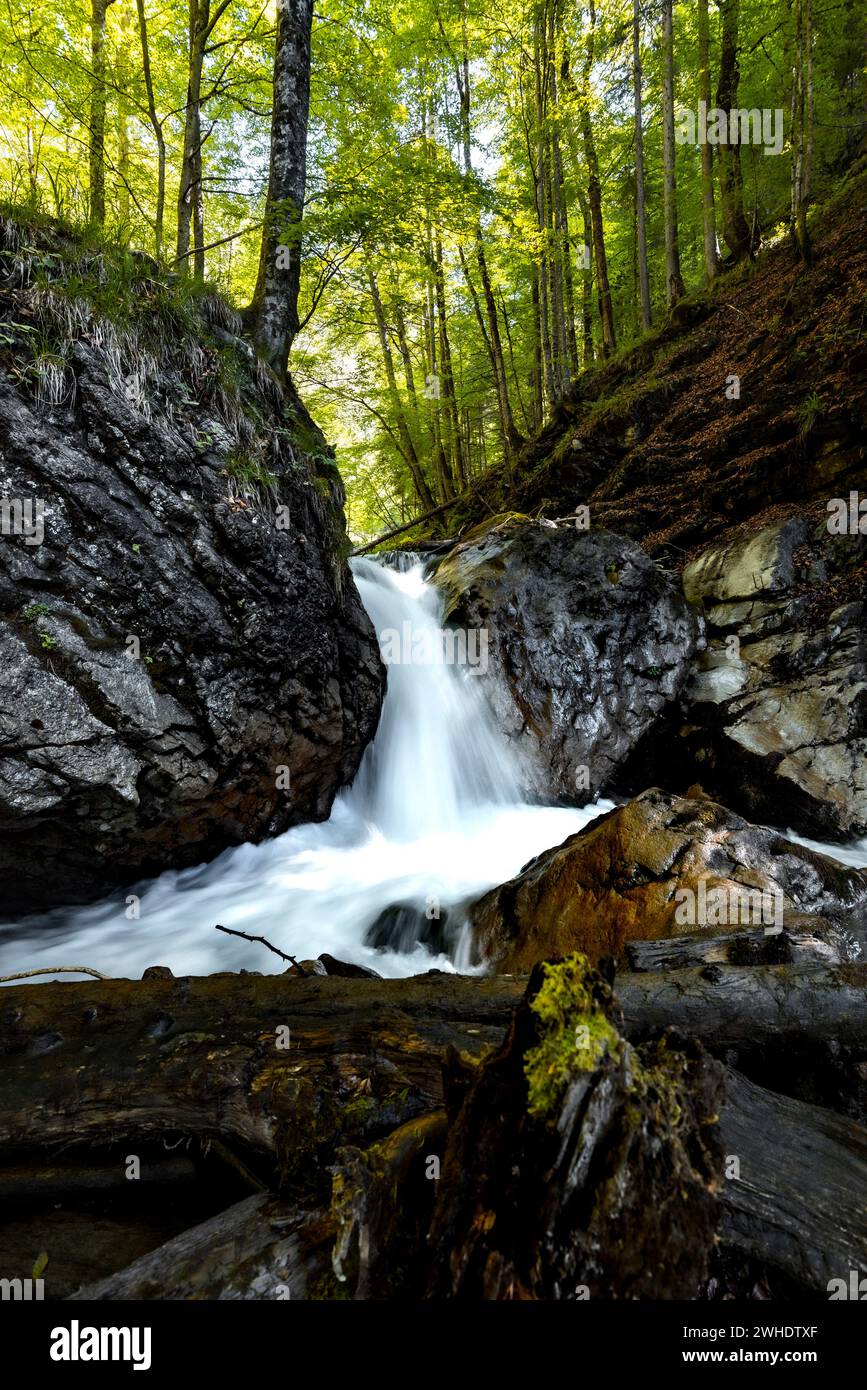 Chute d'eau entre les roches moussues dans la forêt mixte printanière entre les hêtres et les bouleaux dans le Hölltobel près d'Oberstdorf. Exposition prolongée Banque D'Images