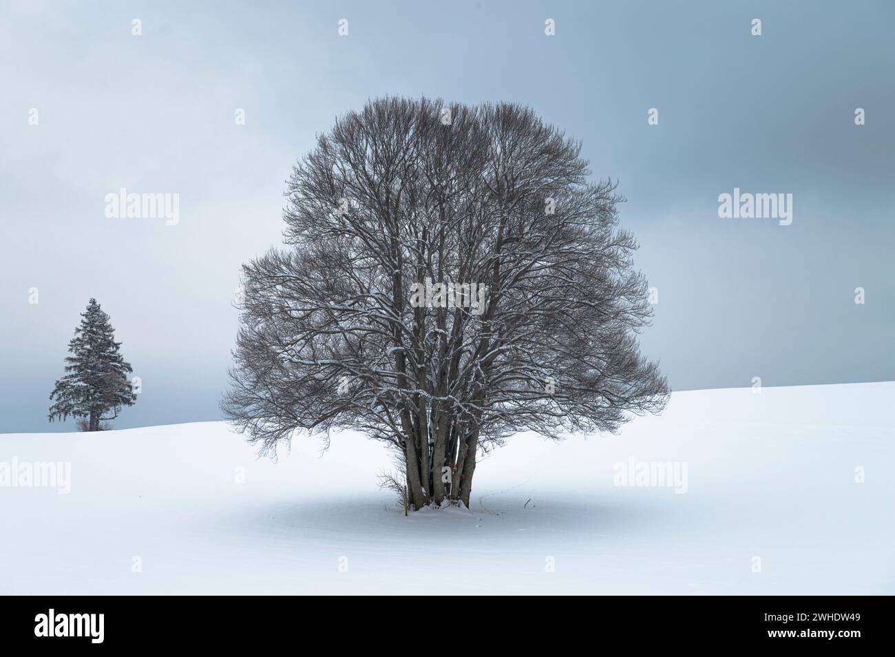 Grand hêtre à troncs multiples dans un paysage hivernal Allgäu dans la neige contre un ciel nuageux. Un épicéa en arrière-plan. Bavière, Allgäu, Allgäu est Banque D'Images