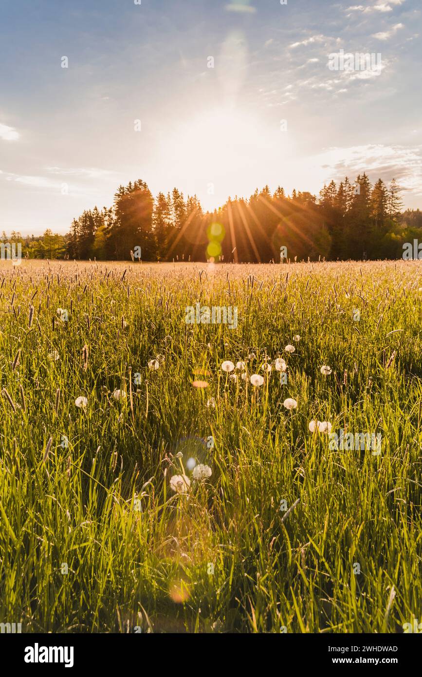 Paysage de Allgäu est. Pré de printemps avec des fleurs de pissenlit et une forêt en arrière-plan en contre-jour lumineux. Sur la route du pèlerinage de Creszentia, près de Irsee, Ostallgäu Allgäu, Souabe, Bavière, Allemagne Banque D'Images