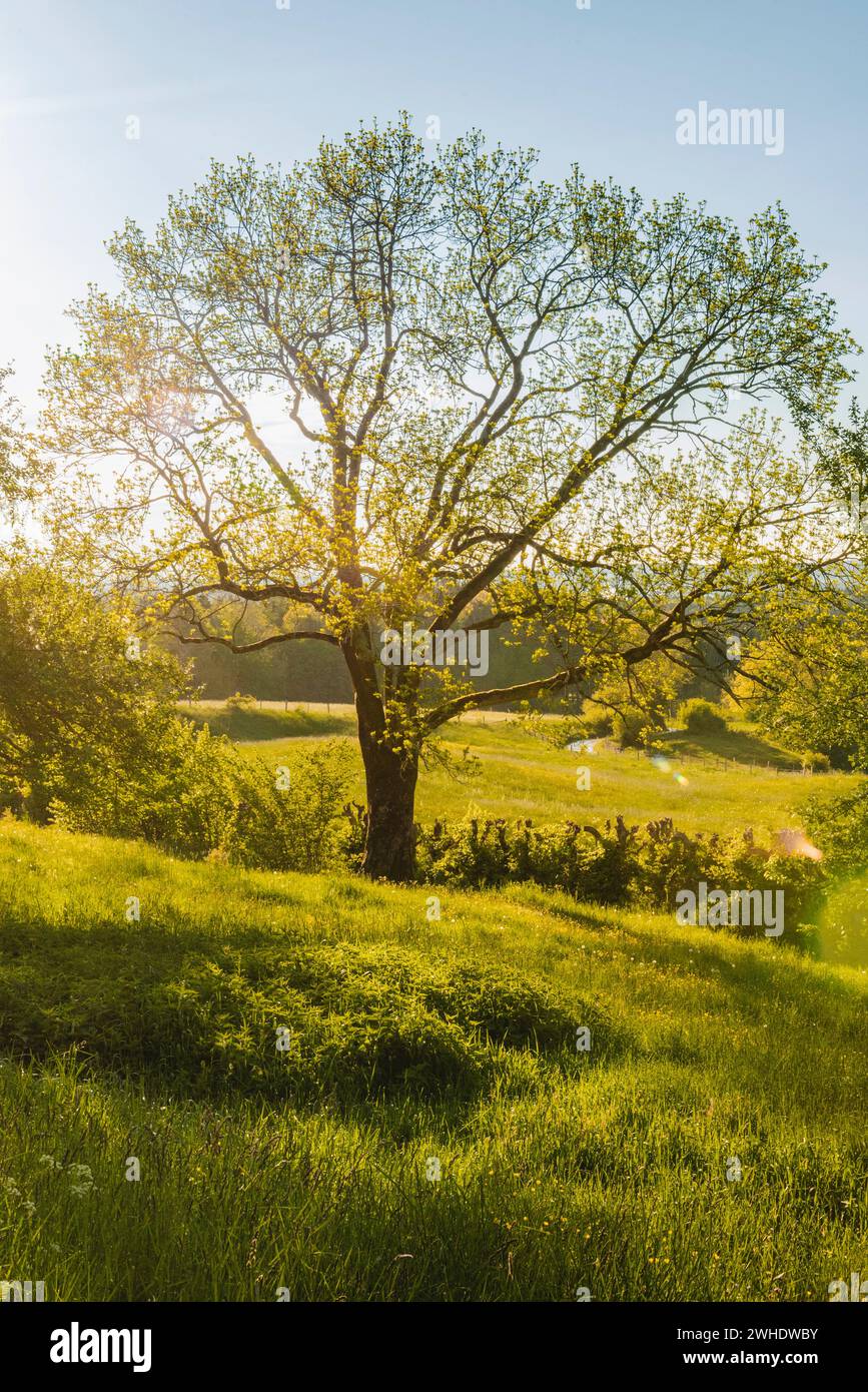 Arbre solitaire frappant dans une prairie au printemps. Sur la route de pèlerinage de Creszentia, près de Irsee, Ostallgäu Allgäu, Souabe, Bavière, Allemagne Banque D'Images