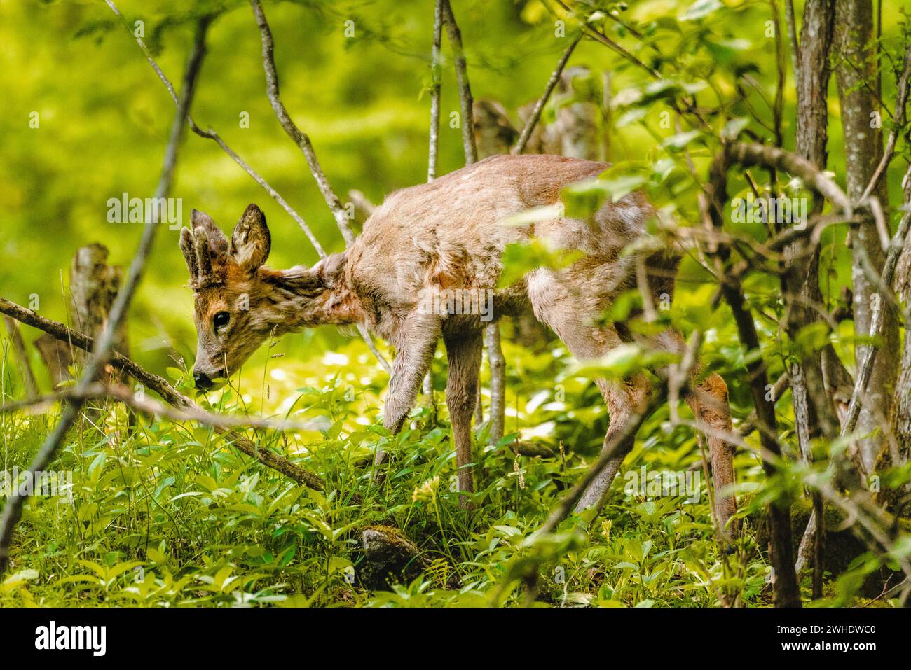 Jeune fauve timide dans la forêt feuillus mixte printanière à Ostallgäu, Allgäu, Souabe, Bavière, Allemagne Banque D'Images