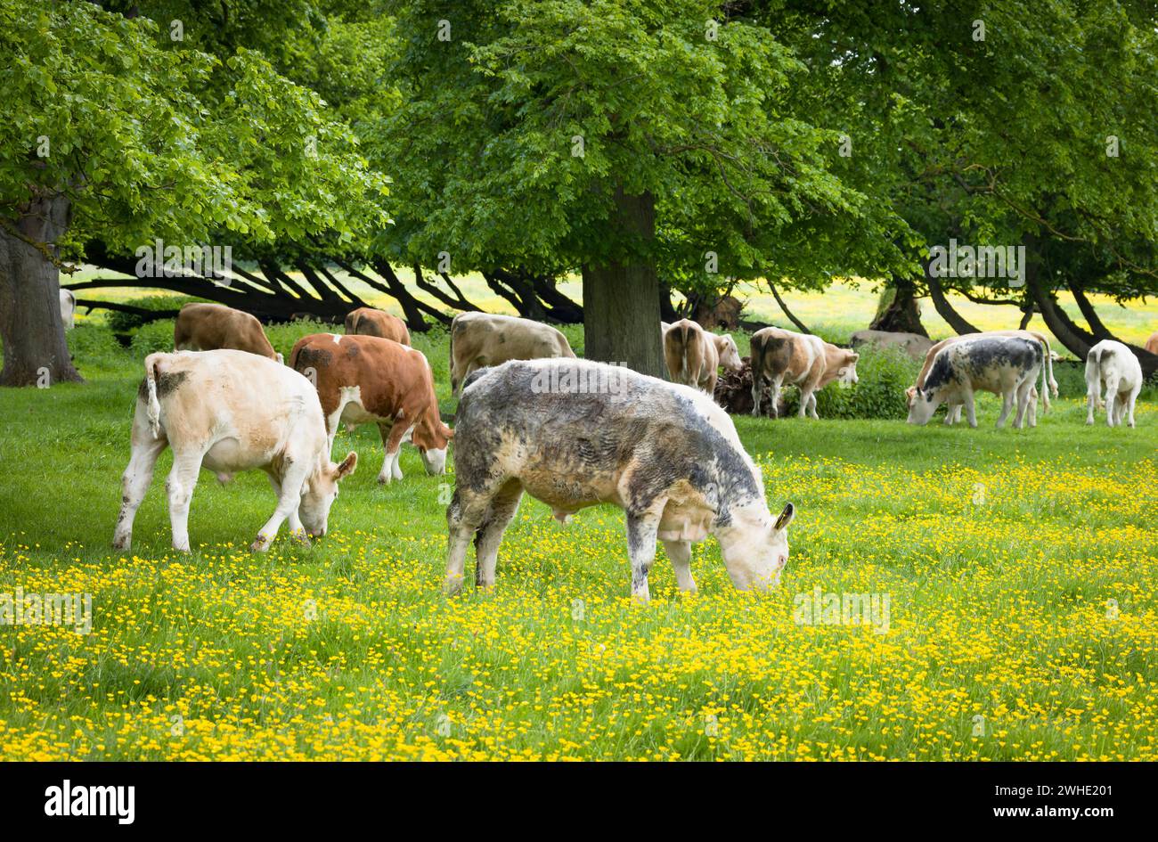 Troupeau de vaches dans un champ de papillons de prairie. Réserve naturelle Stony Stratford, Milton Keynes, Royaume-Uni Banque D'Images