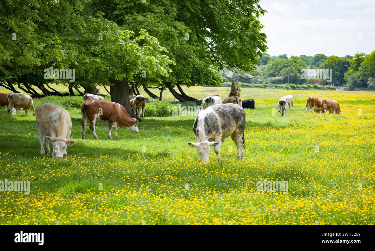 Troupeau de vaches dans un champ de papillons de prairie. Réserve naturelle Stony Stratford, Milton Keynes, Royaume-Uni Banque D'Images