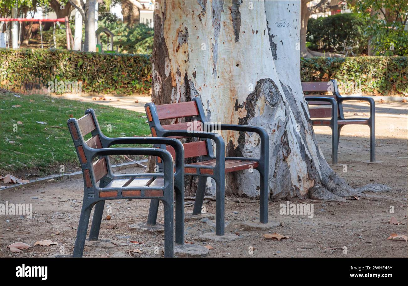 Garez-vous avec des bancs individuels à côté d'un arbre d'eucalyptus sans personne autour Banque D'Images
